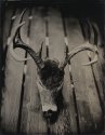 Deer Head