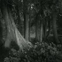 Cedars By The Shore