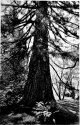 cedar