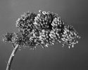 Agave