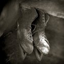 Old Skates