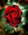 Abraham Lincoln Rose