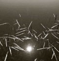Sun among grasses
