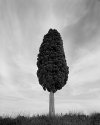 Soli-tree Cypress