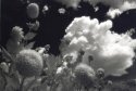 Brookside snowballs and cloud