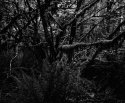 dark forest