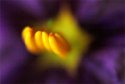 Flower detail