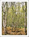 Birch stand