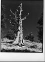 Bristlecone_Pine
