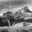 Cathedral Peak & Pine
