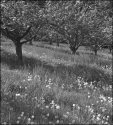 Applewood Orchard, May '05