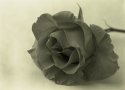Rose #1