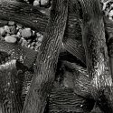 Kelp