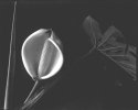 Monstera Flower