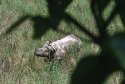 Chitwan Rhino