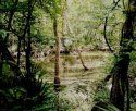 Palmetto marsh
