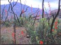After the Cedar Fire, San Diego County, California, USA