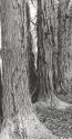 Shagbark Hickory