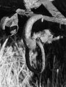 Shackle