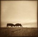 Bulls, near Port Chicago