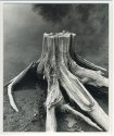 Stump Rocky Gorge