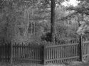 Oak and Fence
