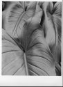 Cala Lily Leaves