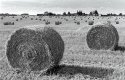 Hay Rolls