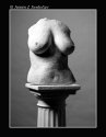 Torso