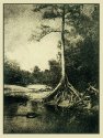Lonely Cypress