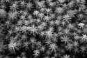 Parrot Feather #2
