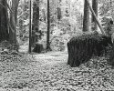 Redwoods & Sorrel