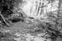 forrest 2