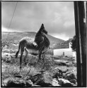 Donkey