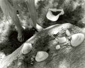 She Sells Sea Shells...