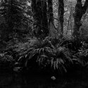 dark forest - 09.26.05
