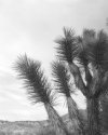 Joshua Tree