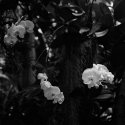 orchids