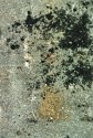 Asphalt