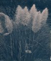 Pamaps Grass Cyanotype Rex