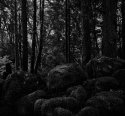dark forest - 10.10.05