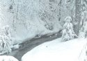 Fresh Snow