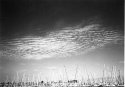 masts