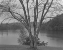 Tree, light rain, TN