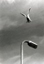 Leap