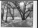 Lonely Oak #2