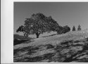 Lonely_Oak