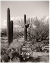 Saguaros, Sonoran Desert