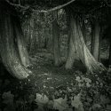 Cedars By The Shore #2