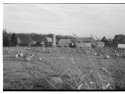 Pumpkins of the Field